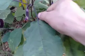 茄子叶有很大用处，不知道的人都割丢了，治拉肚子神奇