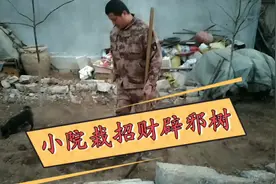 小马看资料说，院子里种四种树木会招财辟邪，看看小马都栽的什么视频封面