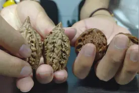 秋子文玩核桃跟普通核桃有啥区别，其实优点很多，就是盘起来费劲视频封面