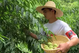 良作蚺哥，教大家如何挑熟的鹰嘴桃，熟了的脆甜多汁好吃极了