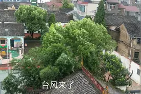 超强台风袭击浙江金华，最大风力达到十级左右伴有大到暴雨