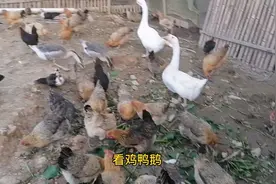 今天有空到河边捞点水葫芦回来喂鸡鸭鹅，节约成本