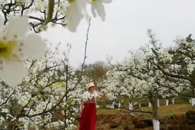 天府新区大林镇神佛寺梨花台的梨花正是盛开期，亲们快点去欣赏。视频封面