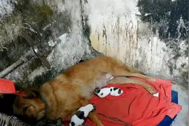 黄色田园犬与白色拉布拉多犬杂交会生下怎样的小狗吗？眼见为实