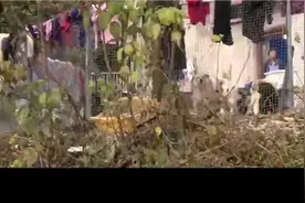 【卖房养百条狗却没钱给丈夫治病 丈夫负气出走】视频封面