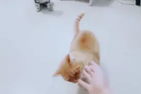 2020年第一只矮脚中华田园猫