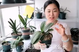 蝴蝶兰花剑抽出来啦，新花剑和气生根如何辨别呀，其实很容易视频封面