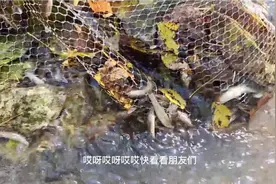 爆满！我第一次看到这么大一群啊！快点吧，网都要装不下了！