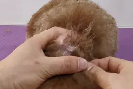 宠物美容师教你如何给狗狗拔耳毛，减轻疼痛，狗狗乖乖配合！