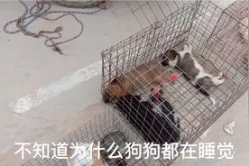 狗市转一圈，狗狗为什么都在睡觉？也不敢问