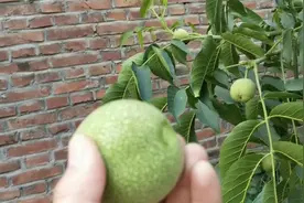 今天来采摘核桃，八月份成熟的核桃在五月份采摘，打开后惊讶了