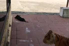 狗狗为何怕老虎🐯？视频封面