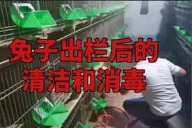 兔子出栏后该如何清洁和消毒，露爸是这样做的！视频封面