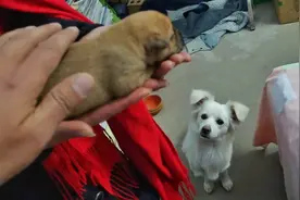 2只小狗出生4天，母狗允许摸摸狗宝宝了，谢谢它的信任