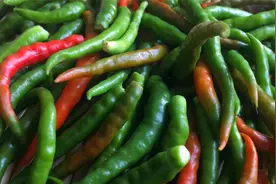 腌辣椒季节到了，教你祖传腌辣椒配方，只需4步，辣椒香辣又入味视频封面