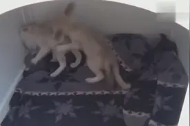两只失去妈妈的小狐狸被猫咪收养，跟一群小猫一起长大，感情超好视频封面
