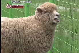 《动物农场》：绵羊与骡子的神仙爱情故事………