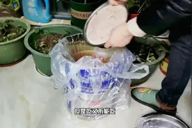 阳台种菜如何沤肥？坏花生简单处理变成最好的有机肥
