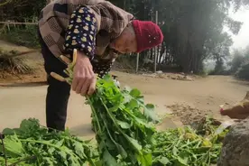 90岁奶奶在山区生活，过着神仙般的日子，常年干活腰都累弯了
