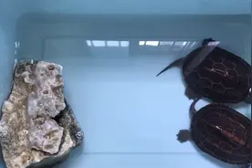 为什么刚换过水乌龟就排便，如何长时间保持水质干净视频封面