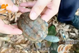 养水龟乌龟到家不下水怎么办，草龟为代表「龟谷鳖老」视频封面