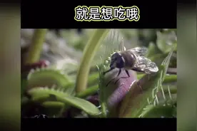 抓苍蝇的能手「猪笼草」，苍蝇落上就被吃的干干净净哦