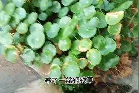 铜钱草忘记浇水又黄又枯， 不用担心浇水就能恢复视频封面