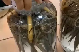 海马海龙人参泡酒视频封面