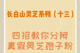 真假灵芝孢子粉