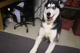 哈士奇在主人的方便面上撒了一泡尿，还在床上狂蹦，主人气疯了！视频封面