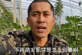 愁人！无花果“封顶”停滞生长，难出果，怎么办？应对办法来了！视频封面