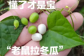 植物老鼠拉冬瓜，原来价值这么好，现在总算找到一棵