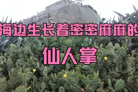 海边的沙滩上生长着密密麻麻的仙人掌，看着有点吓人，又感觉有点视频封面
