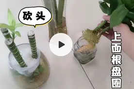 见过富贵竹砍头吗？那两个芽跑哪去了？网友看完就笑了？视频封面