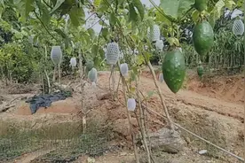 新品种香蜜木瓜百香果，单果净重1000克，常年四季开花结果的哦！视频封面