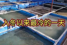 入冬来最冷的一天，金鱼池冰面加厚，小鱼场水温还能保持多少度？视频封面