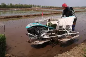 东北农村开始栽水稻啦，好吃的大米就是在这里生长的！