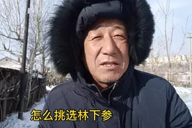 老刘教你挑选新鲜林下参，识别20年龄人参质量好坏，记住了吗