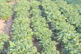 过磷酸钙还能当做叶面肥？用上花生居然增产这么多