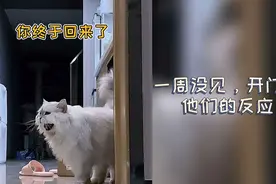 外出一周回家猫咪的反应是？视频封面