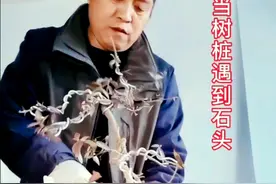 络石与灵璧石盆的结合一一树石盆景初做视频封面