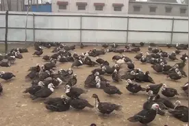 农村大哥6个月挣30万，每天只干1小时，做的什么生意这么挣钱？视频封面