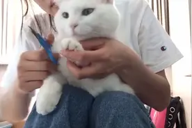 挑战全网剪指甲最乖最快的猫咪，猫咪不满铲屎官的技术变话痨