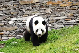 大熊猫的刻板反应视频封面