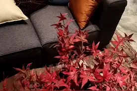 沙发背后没有墙怎么办，莫不是没了“靠山”？