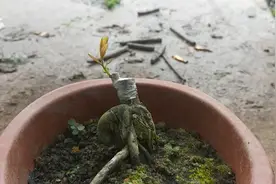 今天给大家分享金弹子的高端品种之一血钻视频封面