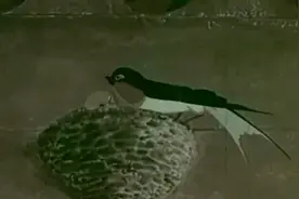 不经历风雨怎见彩虹！经典励志动画片：小燕子