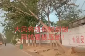 8级大风将直径20cm的梧桐树刮倒，通信光缆即将被压断，怎么办？视频封面