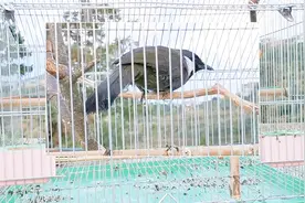 养珊瑚鸟，用这样的大笼子可好？