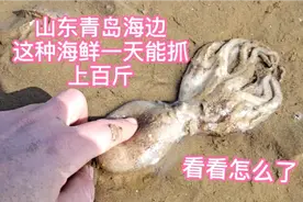 青岛海边出现大量蛤蜊，一天能抓100多斤还有八爪鱼，看看怎么了视频封面